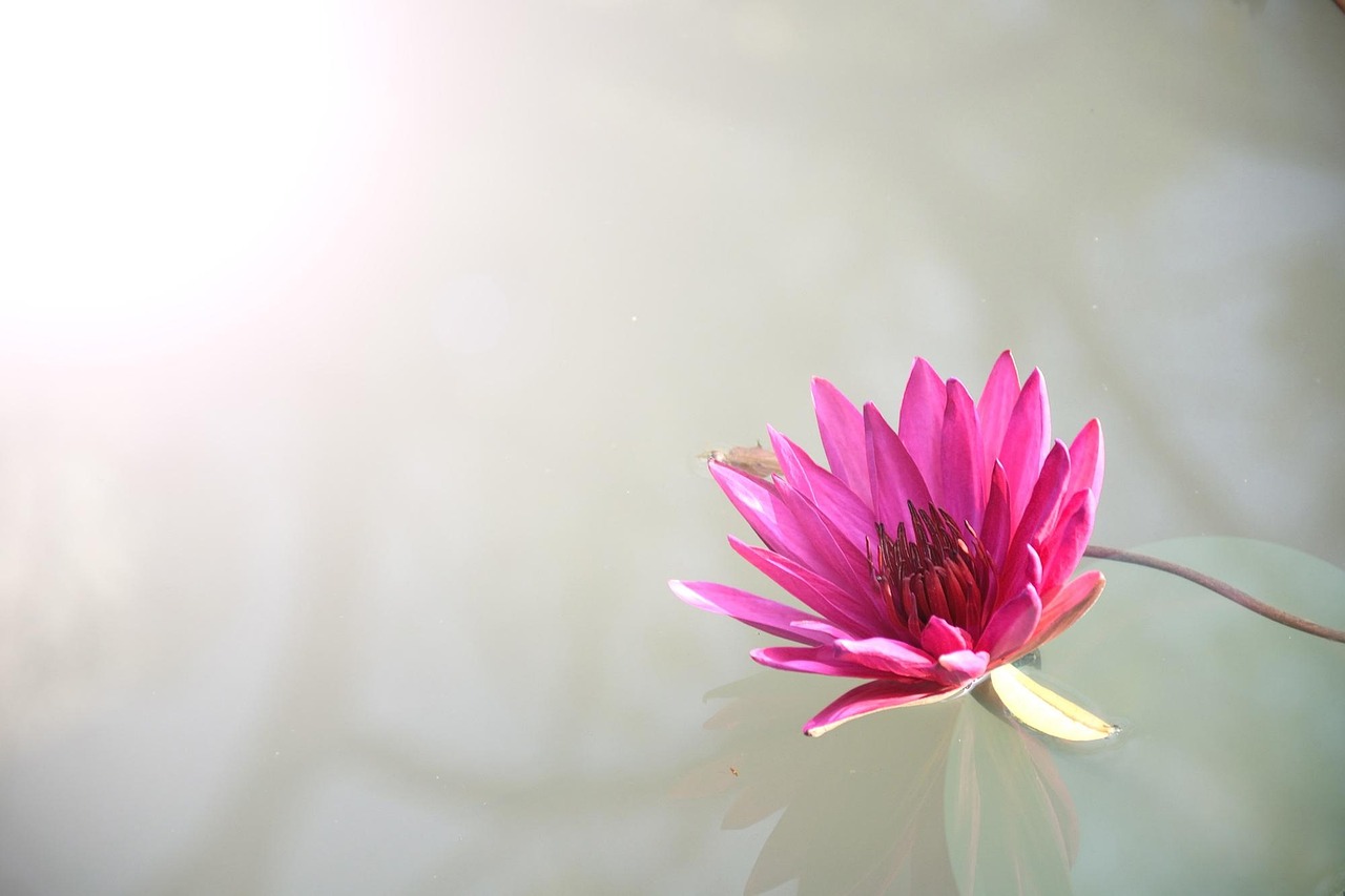 No Deposit Lotus365 Review India Review 2027: Bonus, App, Withdrawal Tested